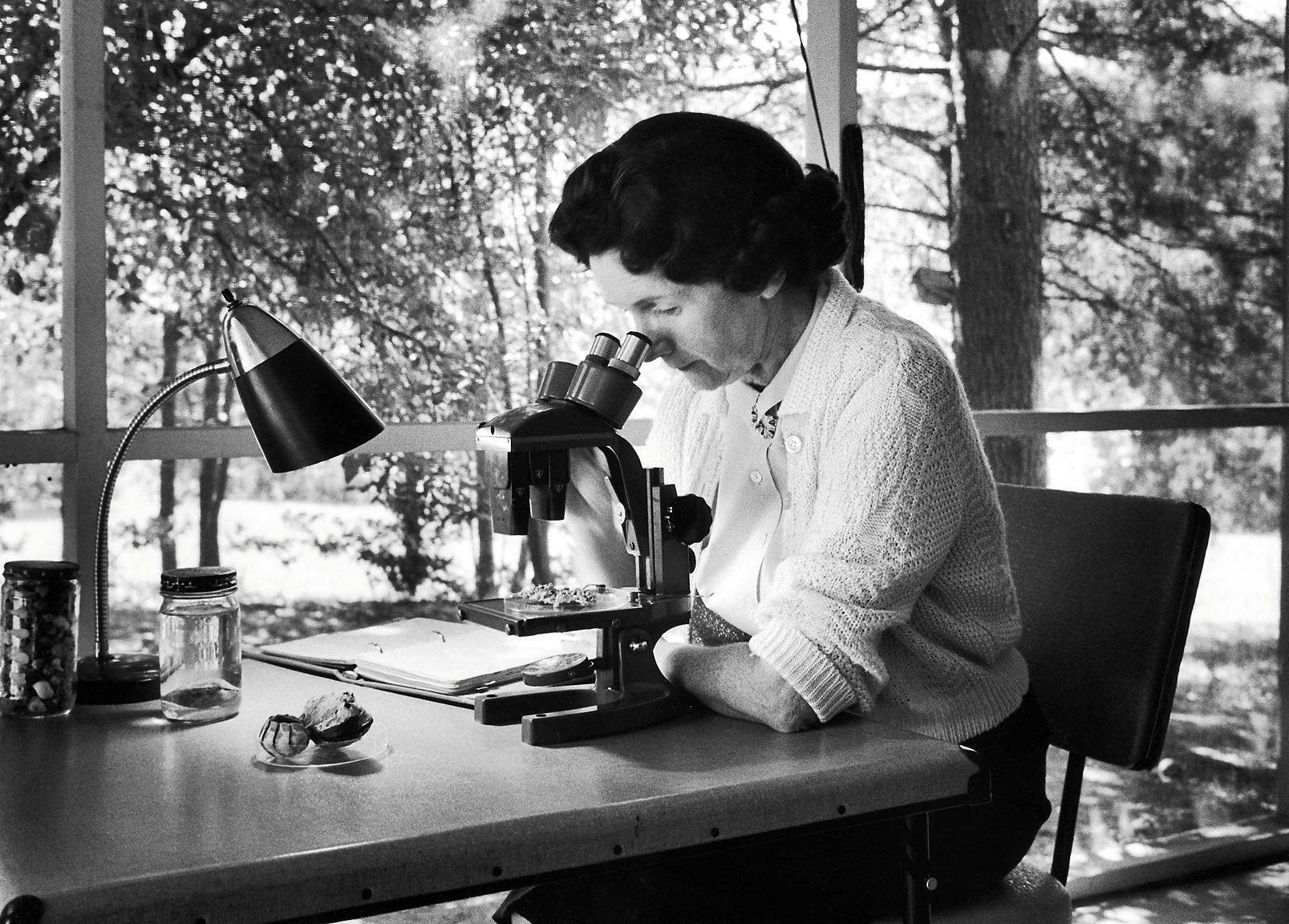 Biologist and author Rachel Carson peering through a microscope at home